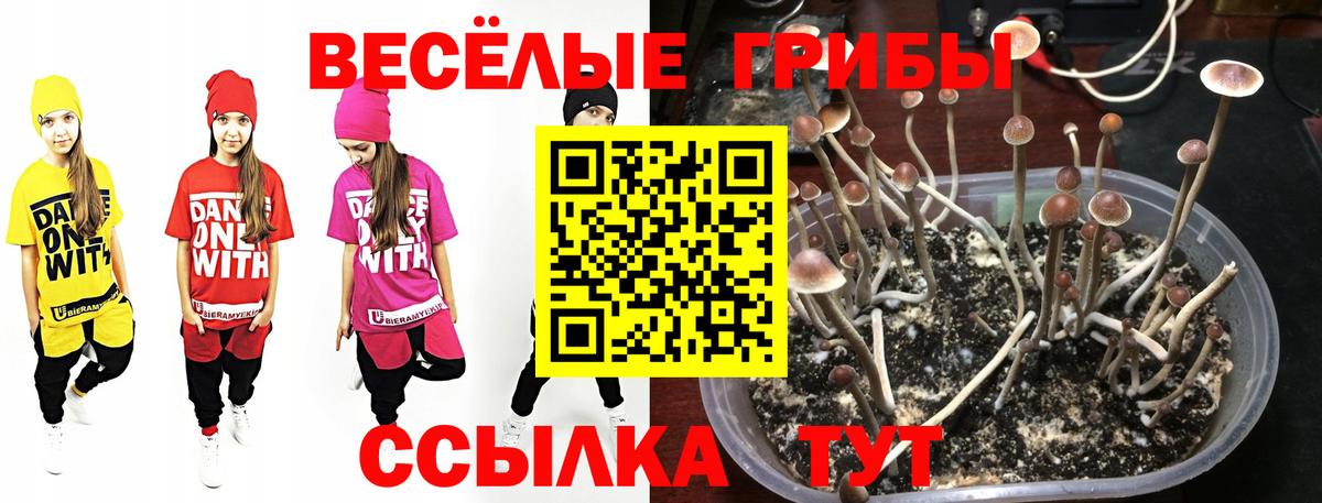Галлюциногенные грибы прущие грибы Торжок
